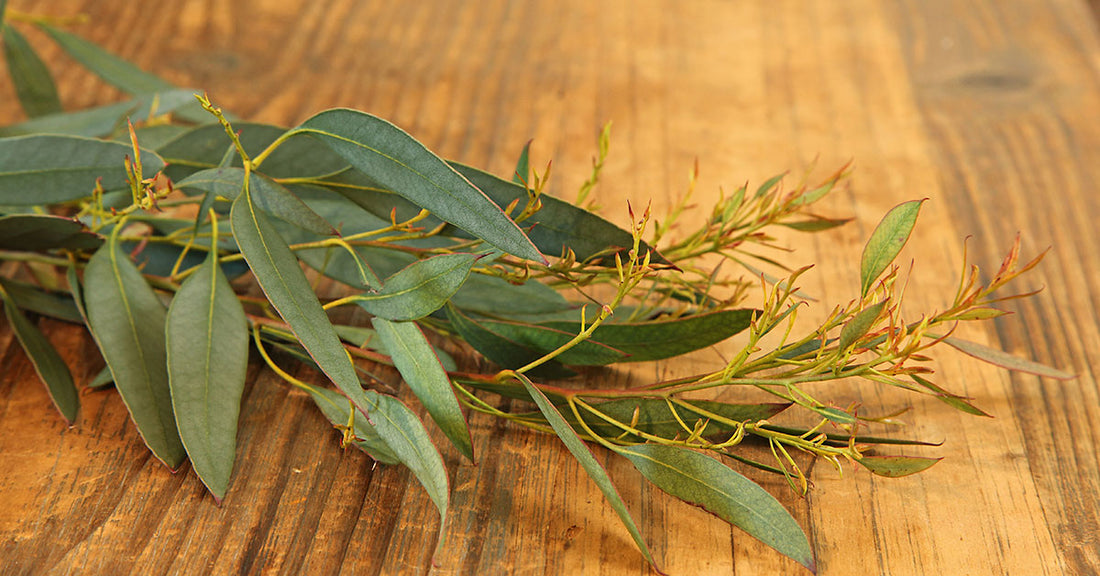 3 Everyday Uses for Eucalyptus Essential Oil