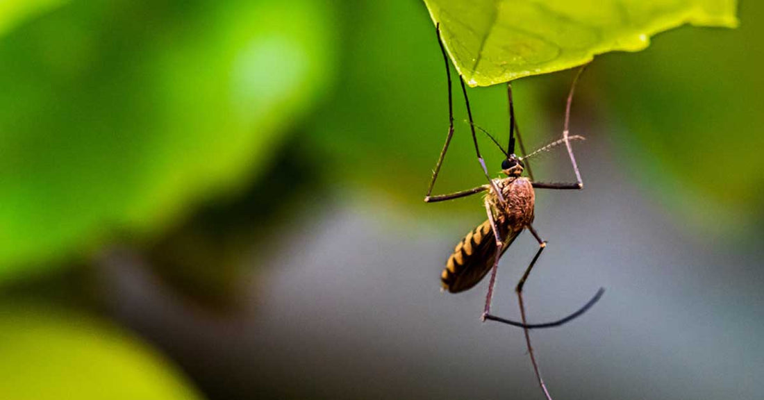 Mosquito Repellant Blend