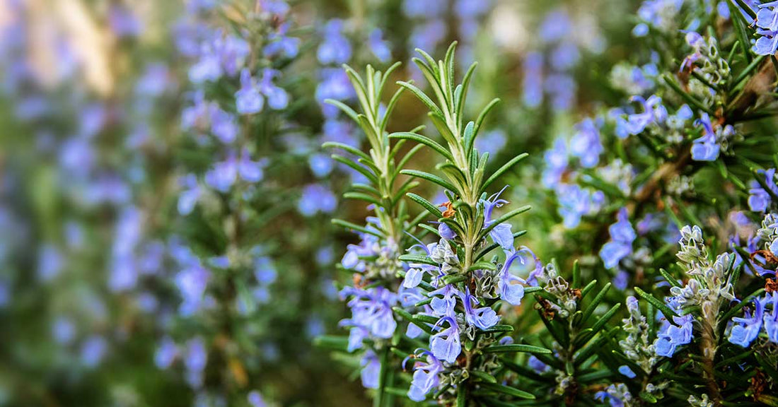 Organic Rosemary Essential Oil