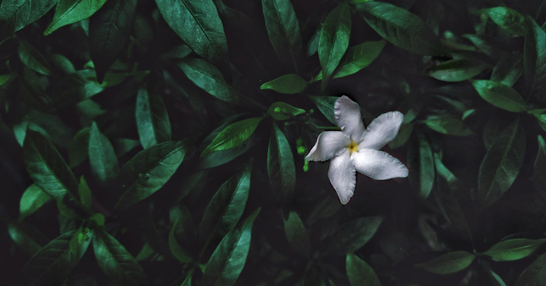 May Flowers and a Zesty Breeze