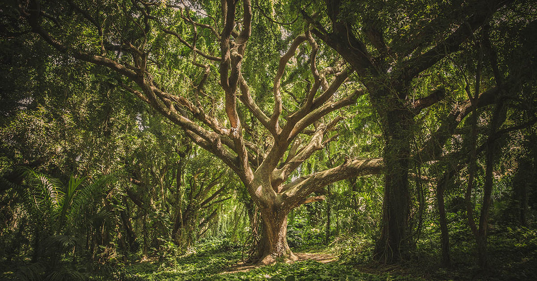 Into the Woods