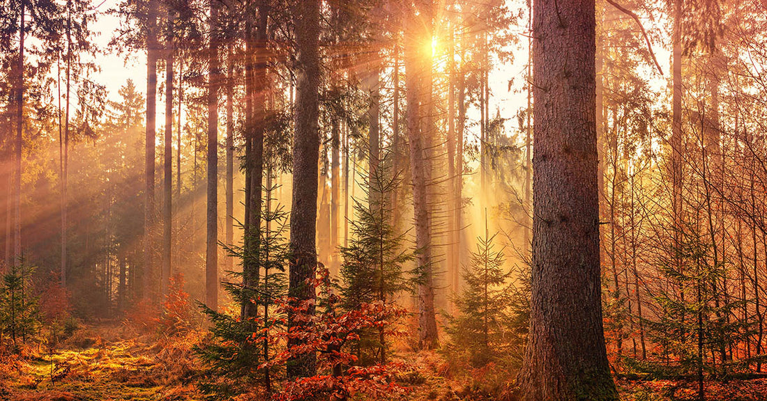 An Autumn Blend