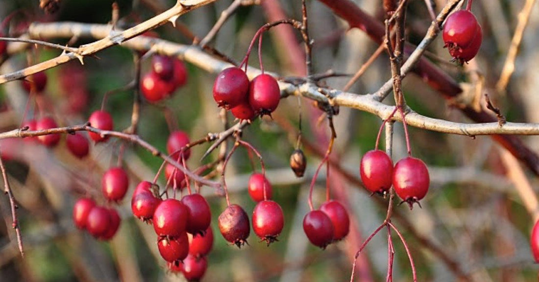 Benefits of Rosehip Oil