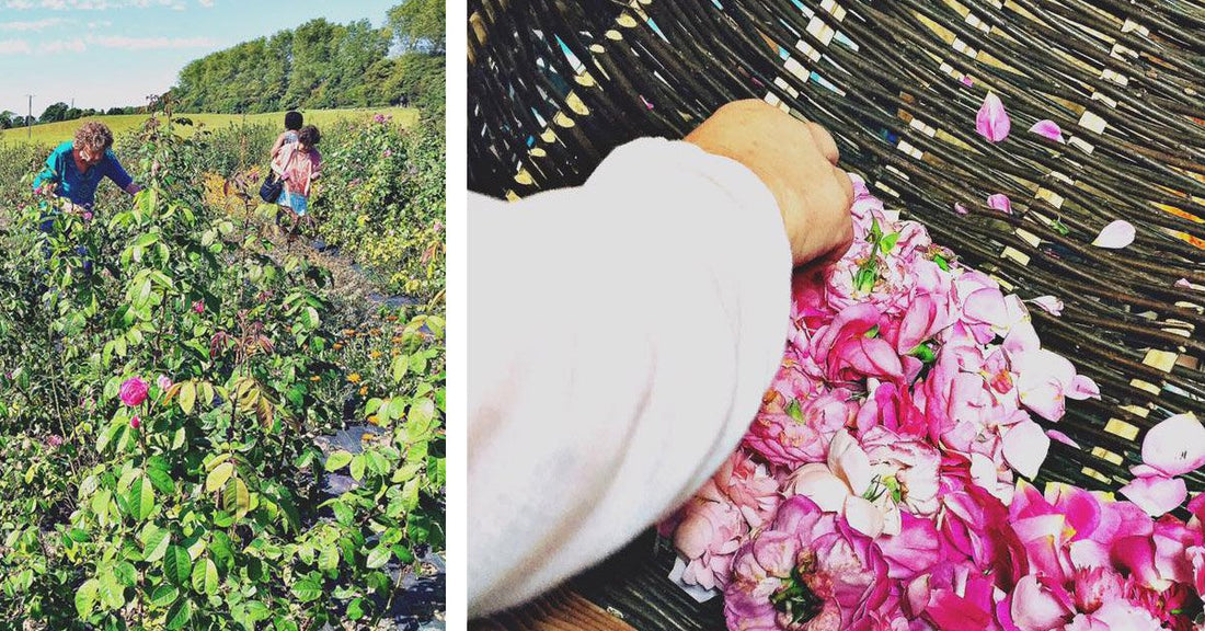Which Rose Essential Oil is Right for Me?