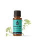 Carrot Seed Organic Essential Oil Essential Oils Healingscents