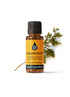 Cedarwood Himalayan Essential Oil Essential Oils Healingscents