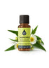 Chamomile Roman Essential Oil Essential Oils Healingscents   