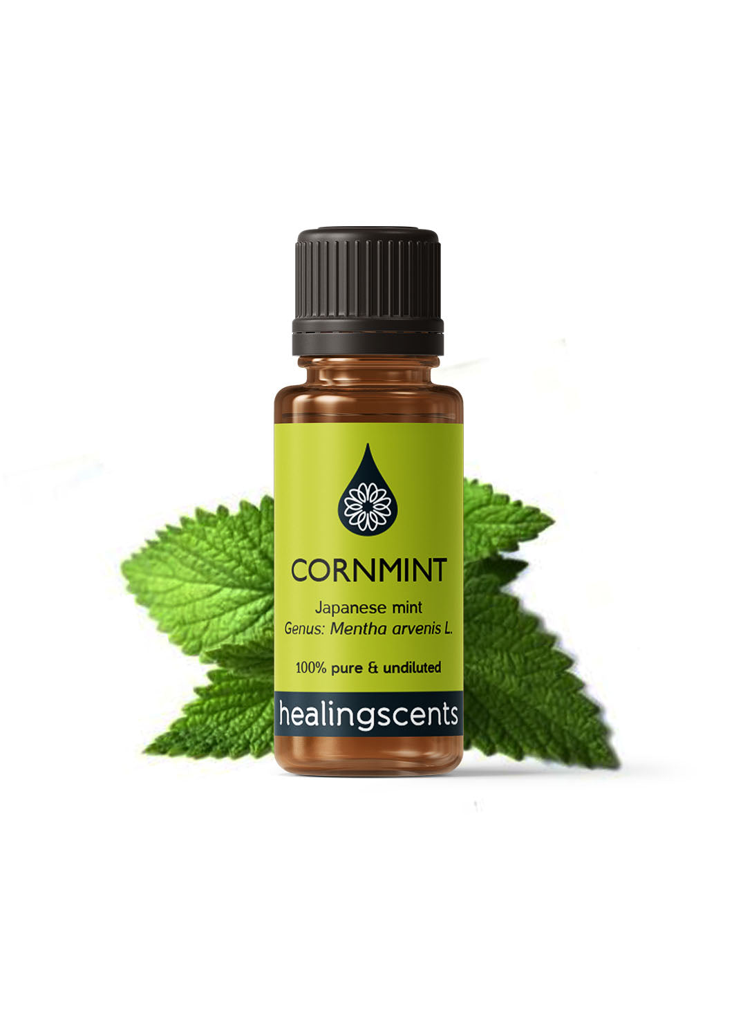 Japanese Peppermint (Cornmint) Essential Oil Essential Oils Morgans Apothecary