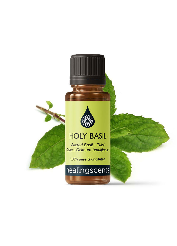 Basil Holy Essential Oil Essential Oils Morgans Apothecary
