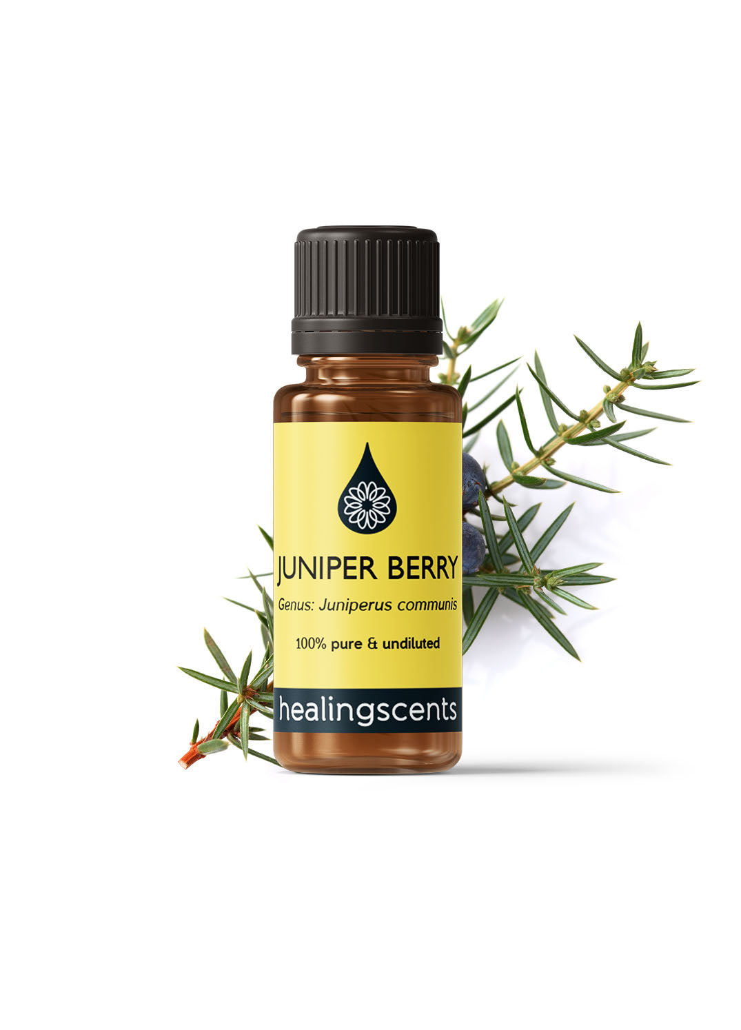 Juniper Berry Essential Oil Essential Oils Healingscents