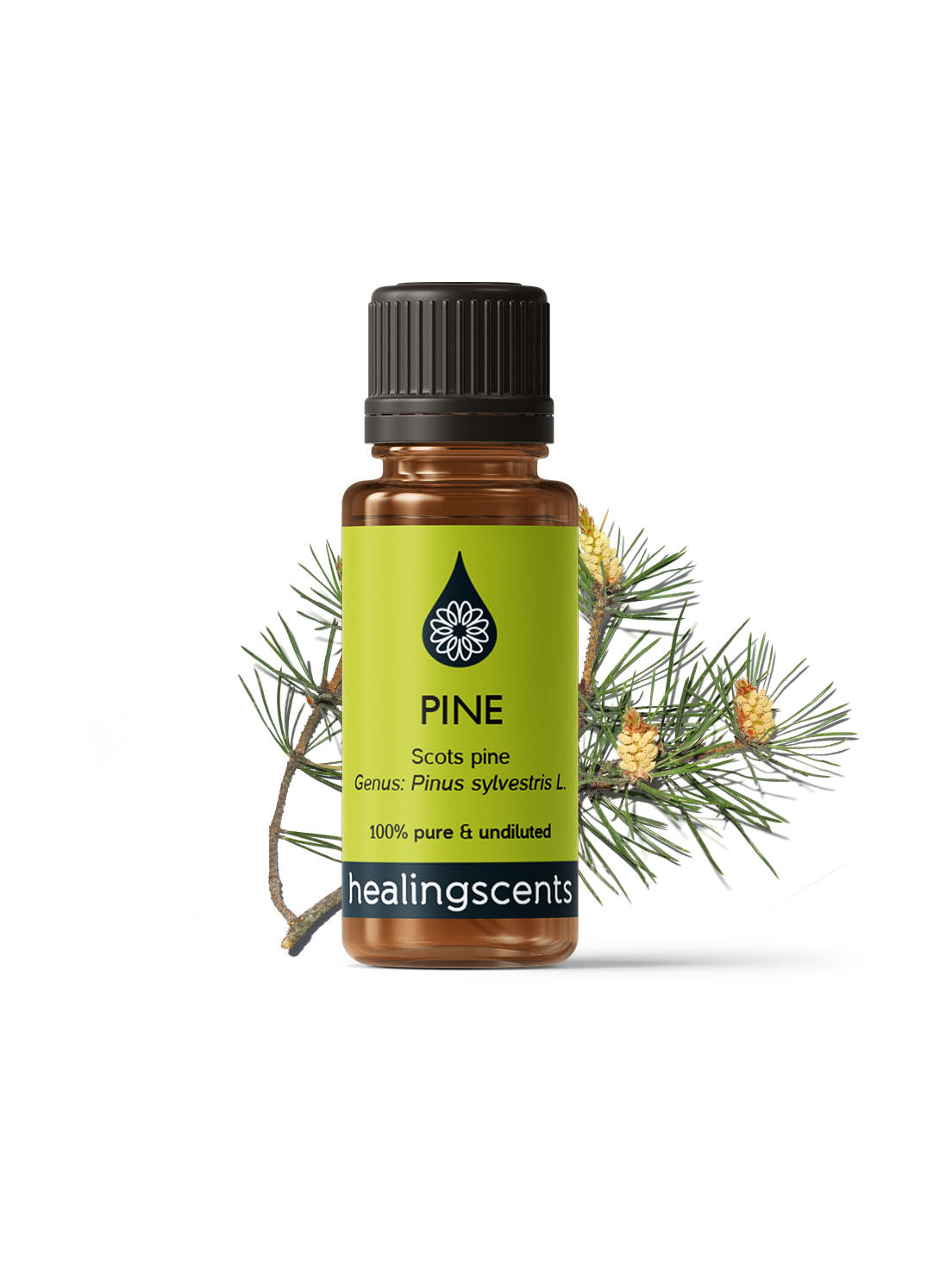 Pine Scots Essential Oil Essential Oils Healingscents