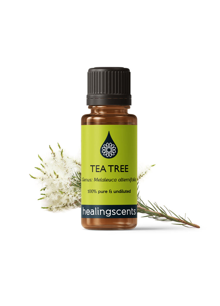 Tea Tree Essential Oil Essential Oils Healingscents