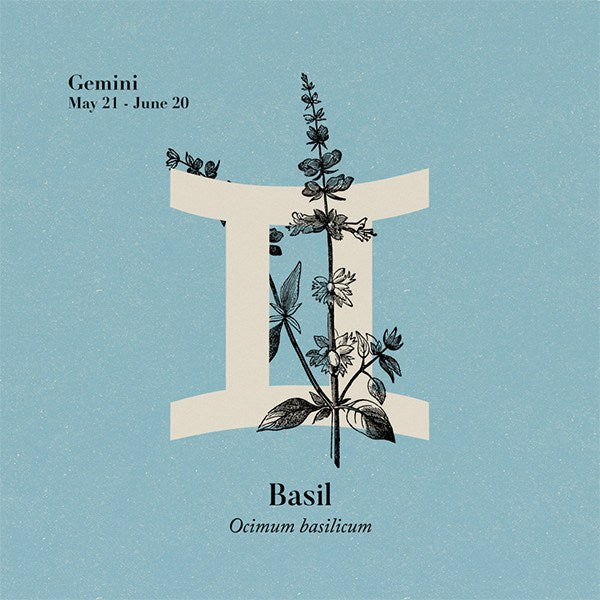 Basil Linalol Essential Oil Essential Oils Healingscents