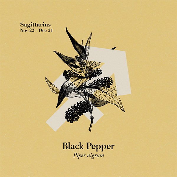 Black Pepper Organic Essential Oil Essential Oils Healingscents