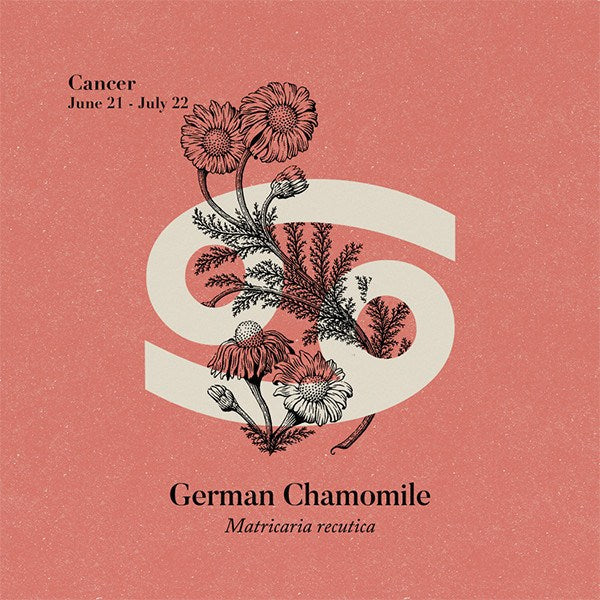 Chamomile German Organic Essential Oil Essential Oils Healingscents