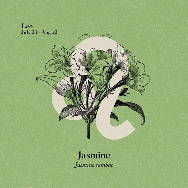 Jasmine Absolute Absolutes Healingscents