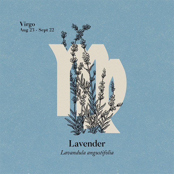 Lavender Himalayan High Alpine Essential Oil Essential Oils Healingscents