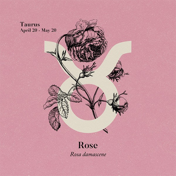 Rose Absolute (Morocco) Absolutes Healingscents