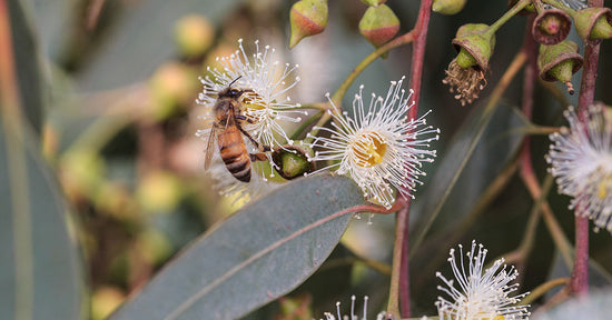 Eucalyptus Tree