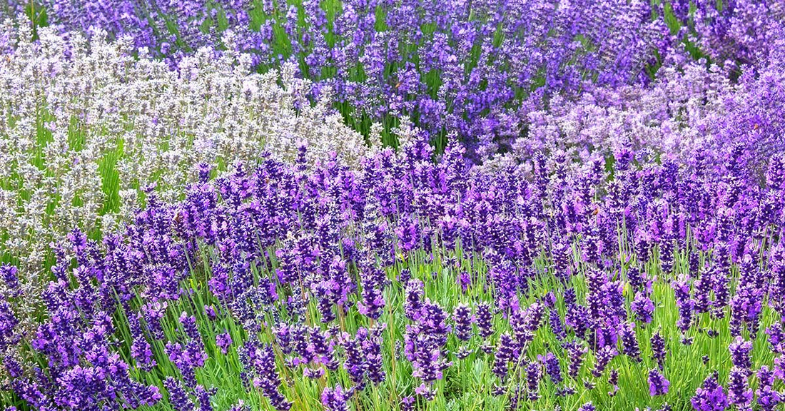 5 Lavender Essential Oils & Their Unique Benefits