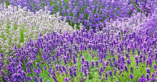 5 Lavender Essential Oils & Their Unique Benefits