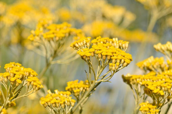 Helichrysum: The Flower That Doesn't Fade