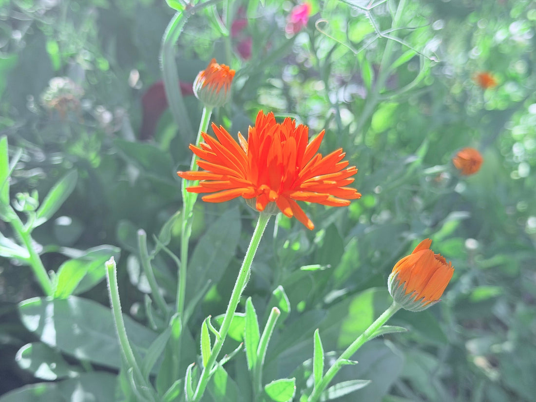 Bright orange Calendula (Calendula officinalis) flowers blooming in a summer garden, traditionally harvested for infused oils, salves, and herbal skin care preparations.
