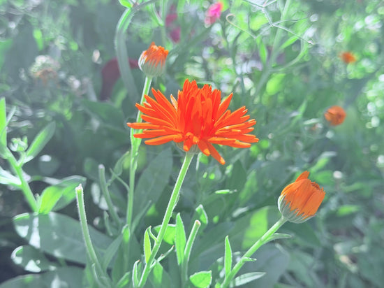 Bright orange Calendula (Calendula officinalis) flowers blooming in a summer garden, traditionally harvested for infused oils, salves, and herbal skin care preparations.