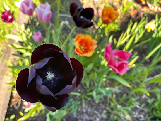 Astro-Apothecary Forecast — May 10–16