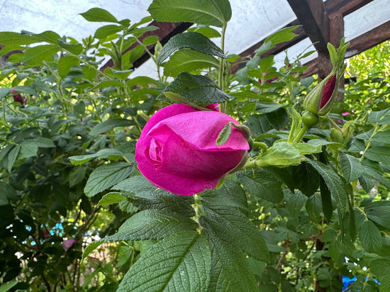 Pink Damask Rose flower used in herbal medicine, aromatherapy, and natural skincare.