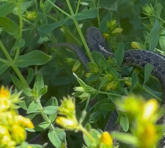 A Solstice Field Note: Three Snakes and a Snakeskin