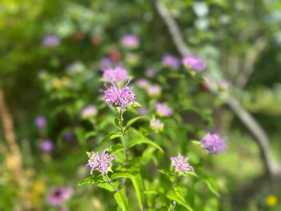 Wild Bergamot: Where the Meadow Gathers