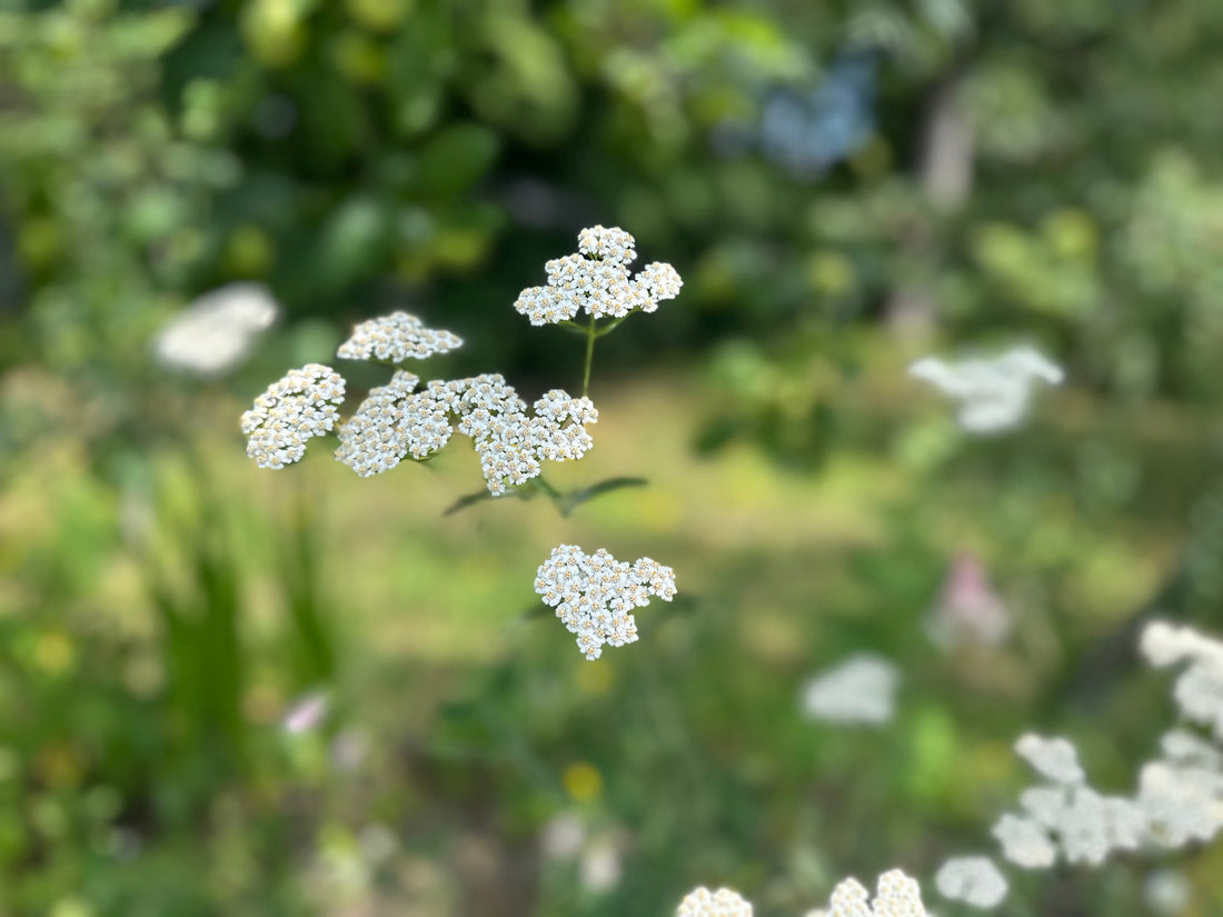 White Yarrow (Achillea millefolium) flowering in the medicinal garden at Three Acre Orchard.