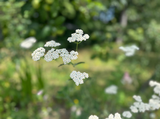 White Yarrow (Achillea millefolium) flowering in the medicinal garden at Three Acre Orchard.