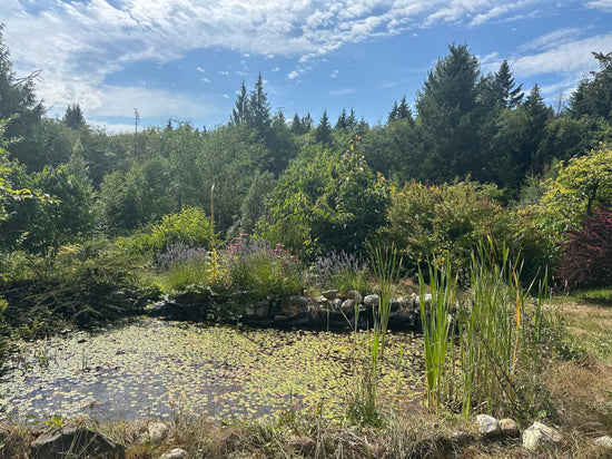 A peaceful wetland pond at Three Acre Orchard surrounded by flowering lavender, reeds, fruit trees, and evergreens beneath a bright summer sky. Once restored by hand, the pond reflects the quiet rhythm of seasonal stewardship on the farm.