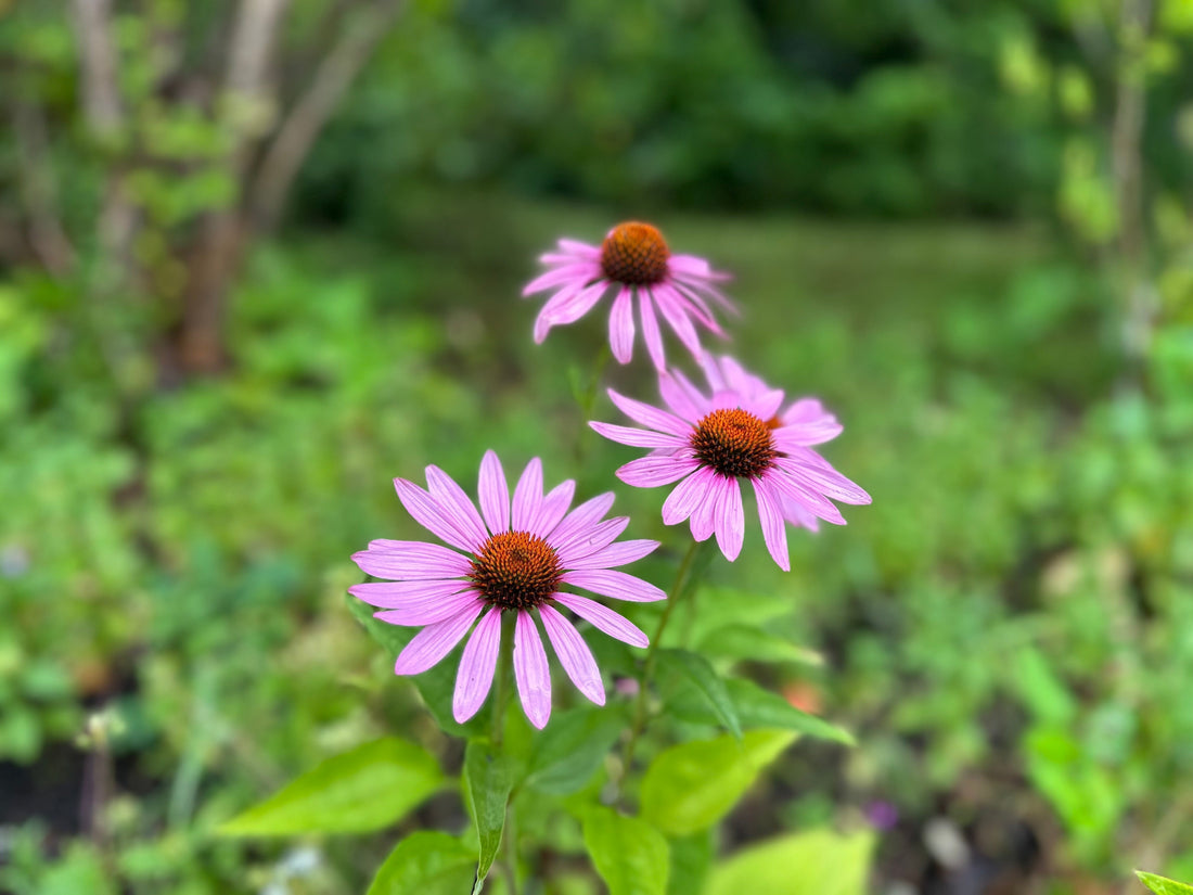 Echinacea: The Strength You Don't See