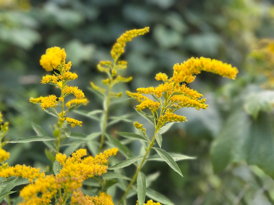 Goldenrod: The Last Gold of Summer