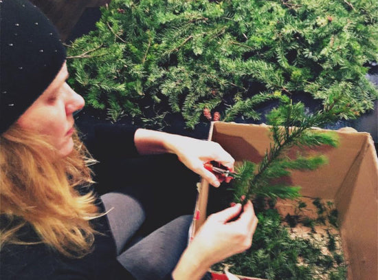 Conifer Essential Oils: A Natural Boost for Your Breathing and Immunity