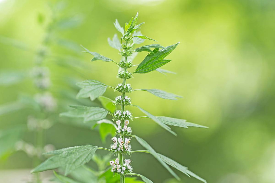 Motherwort: A Matter of Rhythm