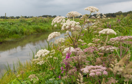 Angelica archangelica growing in the garden, traditionally used in herbal medicine and aromatherapy for restoration and resilience.
