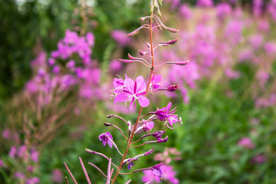 Fireweed: Beginning Again