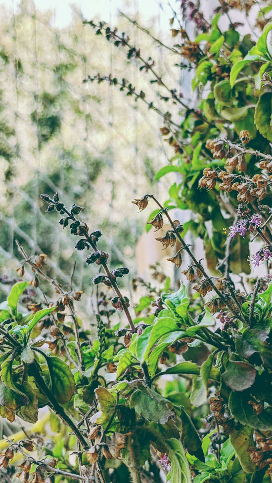Holy Basil (Tulsi) growing in the garden, traditionally used in Ayurvedic herbalism for resilience, clarity, and wellbeing.