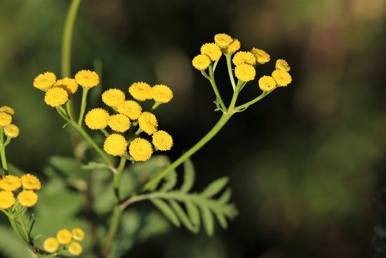 Golden Helichrysum flowers growing in the Mediterranean landscape, traditionally used in aromatherapy, skincare, and botanical wellness preparations.