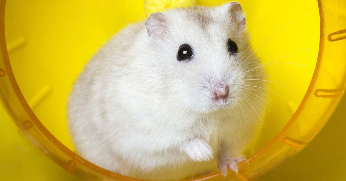 Welcome To My Hamster Wheel