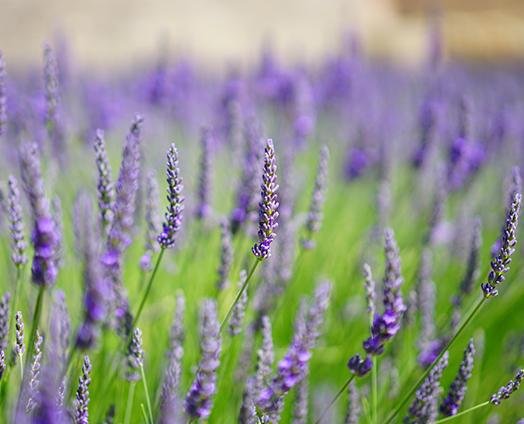 Himalayan Lavender - The Queen of All Lavenders