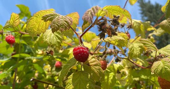 Zen and the Art of Berry Picking