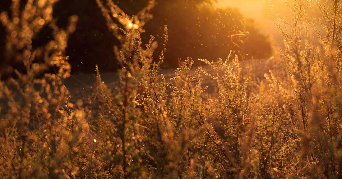 Here comes spring! ...and allergy season in tow