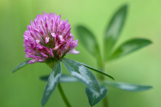 Red Clover: Living in Partnership