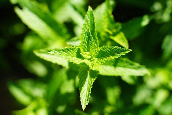 Lemon Balm: The Art of Lightness