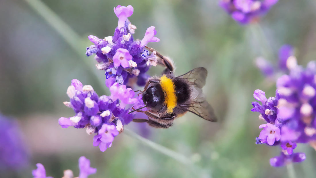 Lavender: The Art of Calm